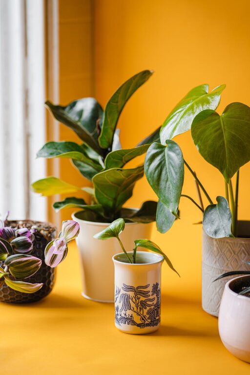 How to Refresh Your Home with Easy and Beautiful Plant Ideas